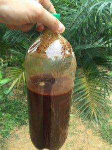 Ayahuasca Tea