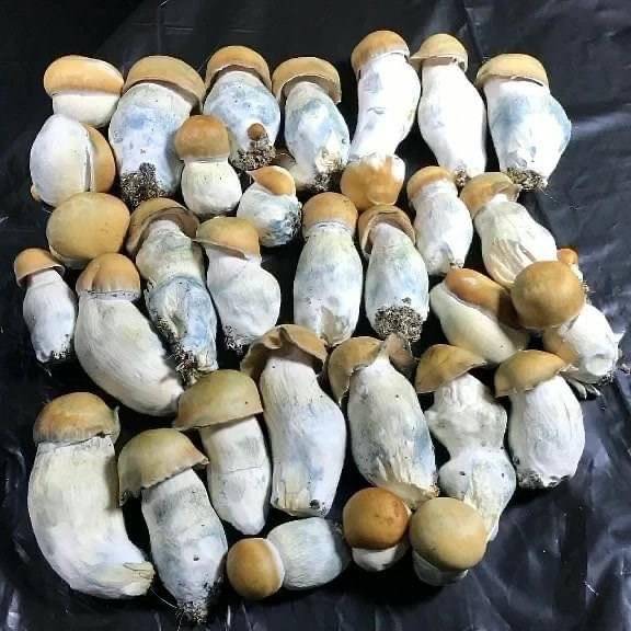 Buy Penis Envy Mushrooms