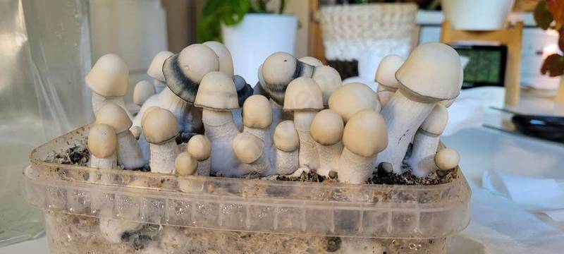 albino penis envy grow kits
